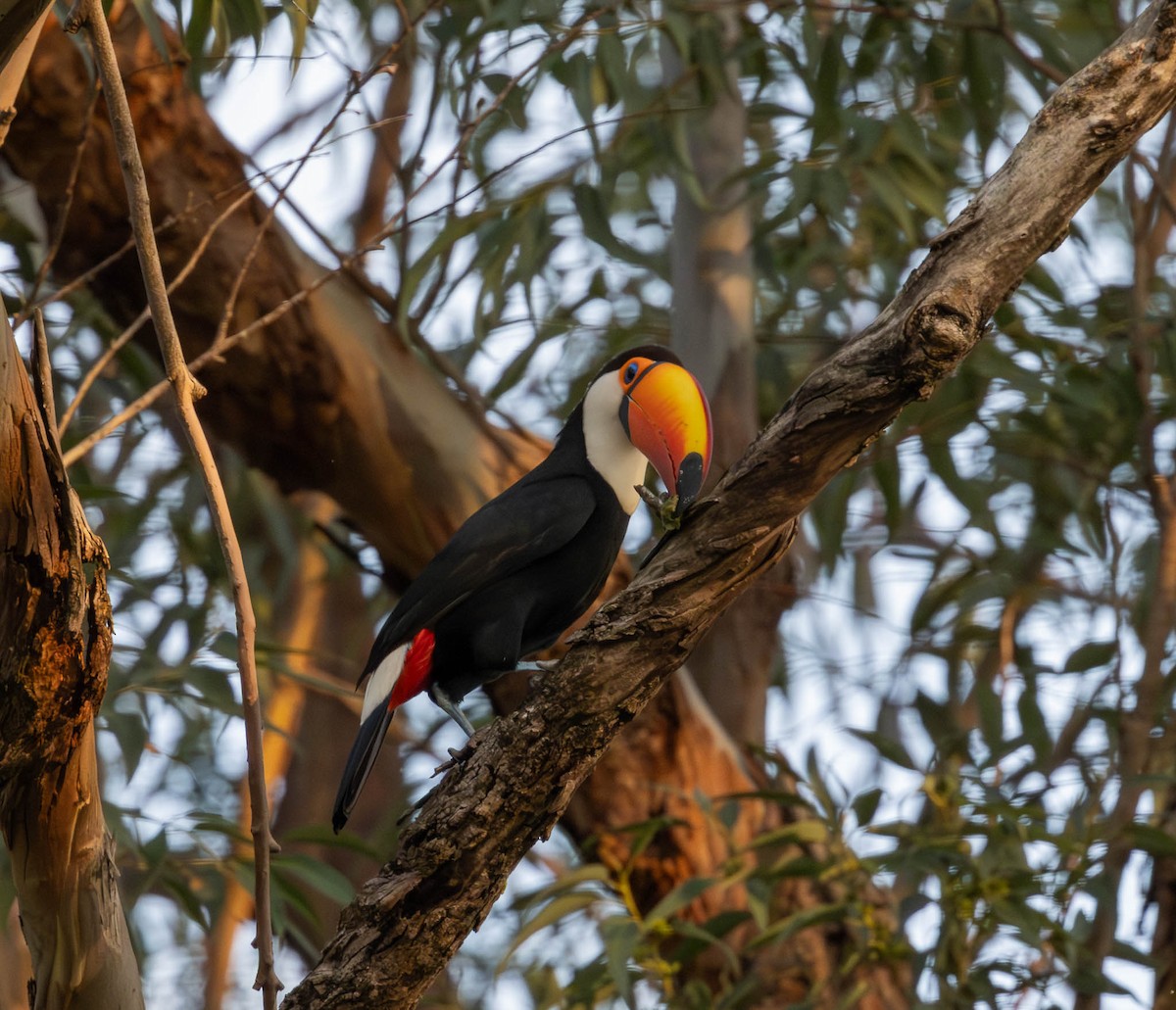 Toco Toucan - ML643791205