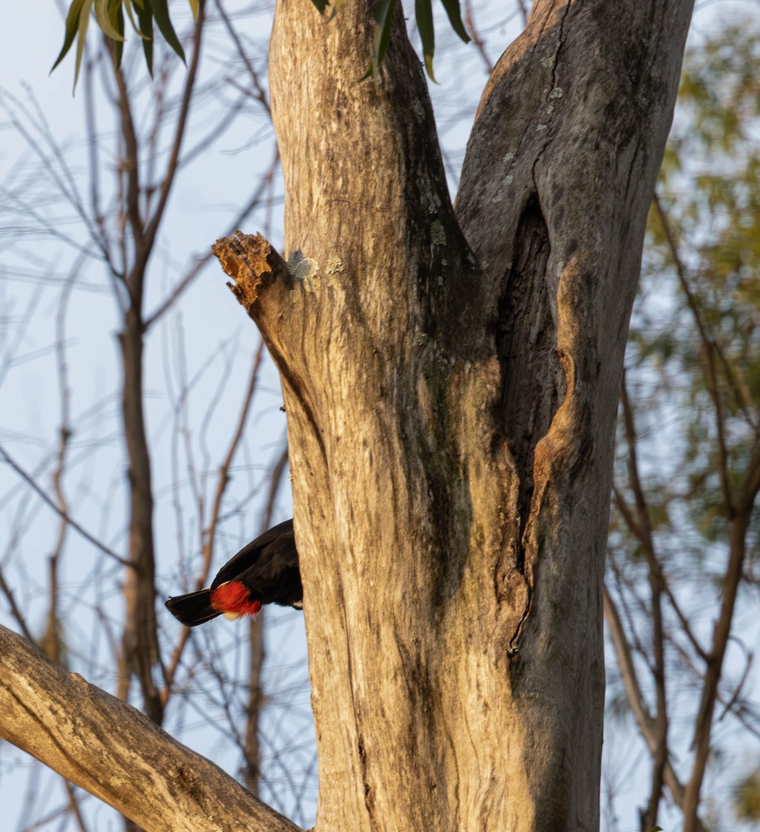 Toco Toucan - ML643791206