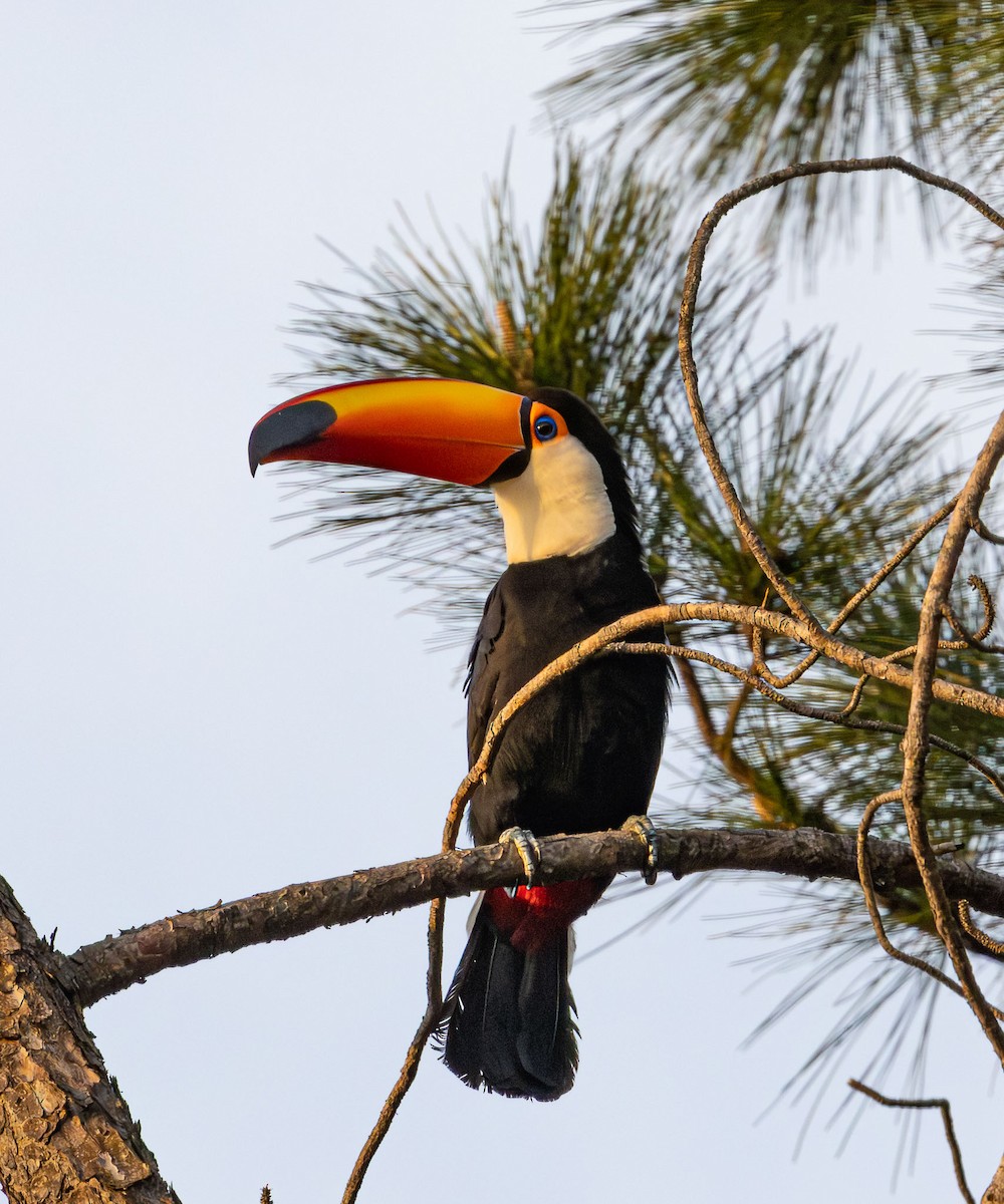 Toco Toucan - ML643791207