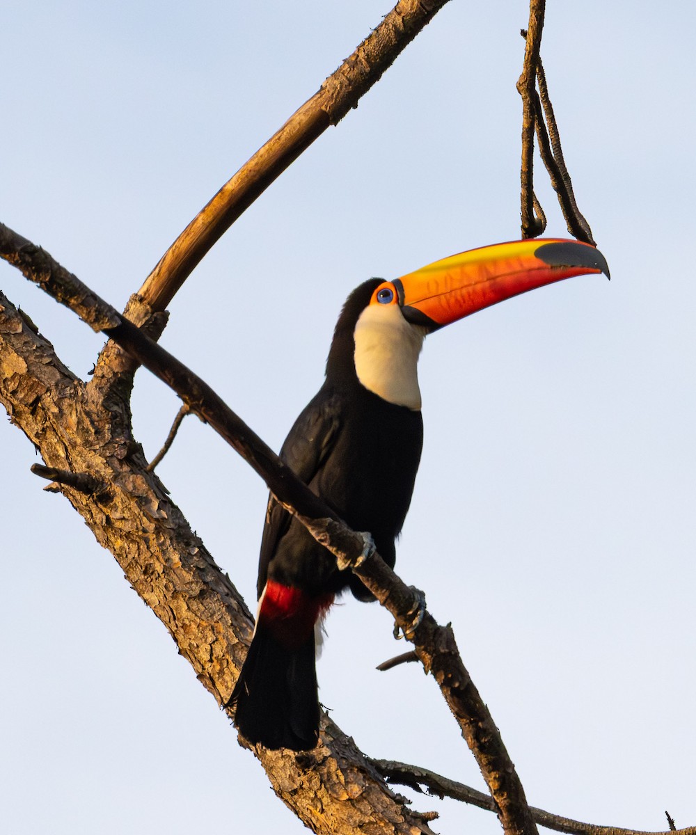 Toco Toucan - ML643791208