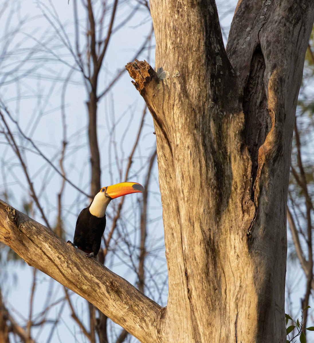 Toco Toucan - ML643791209