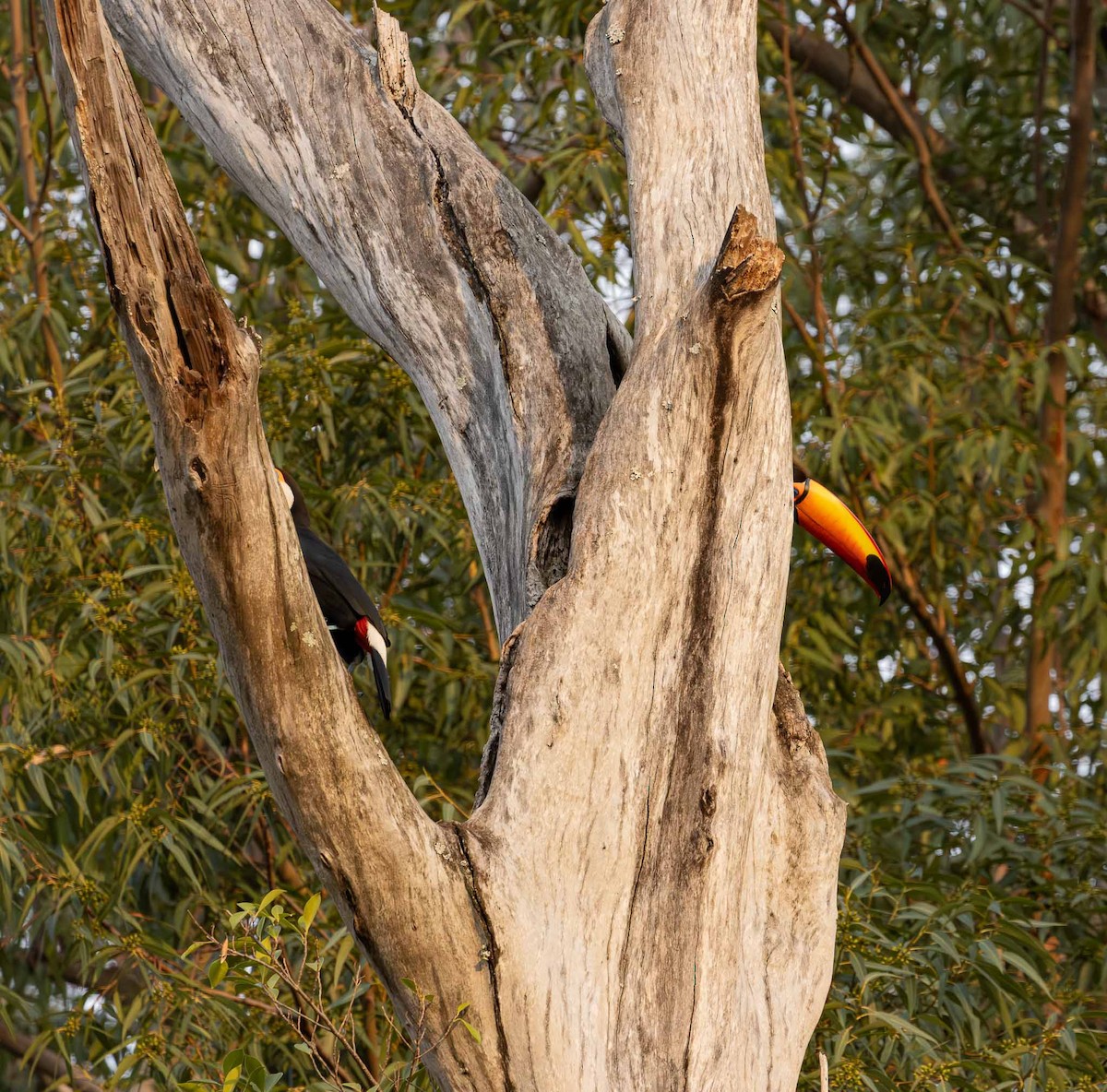 Toco Toucan - ML643791210