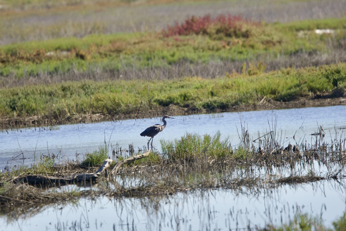 Reddish Egret - ML643791212