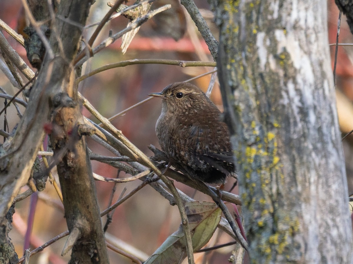 Winter Wren - ML643791217