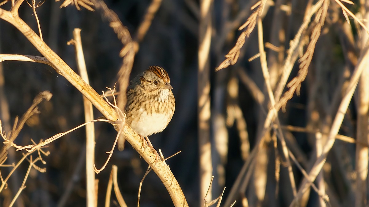 Lincoln's Sparrow - ML643791222