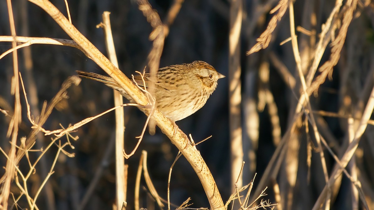Lincoln's Sparrow - ML643791223