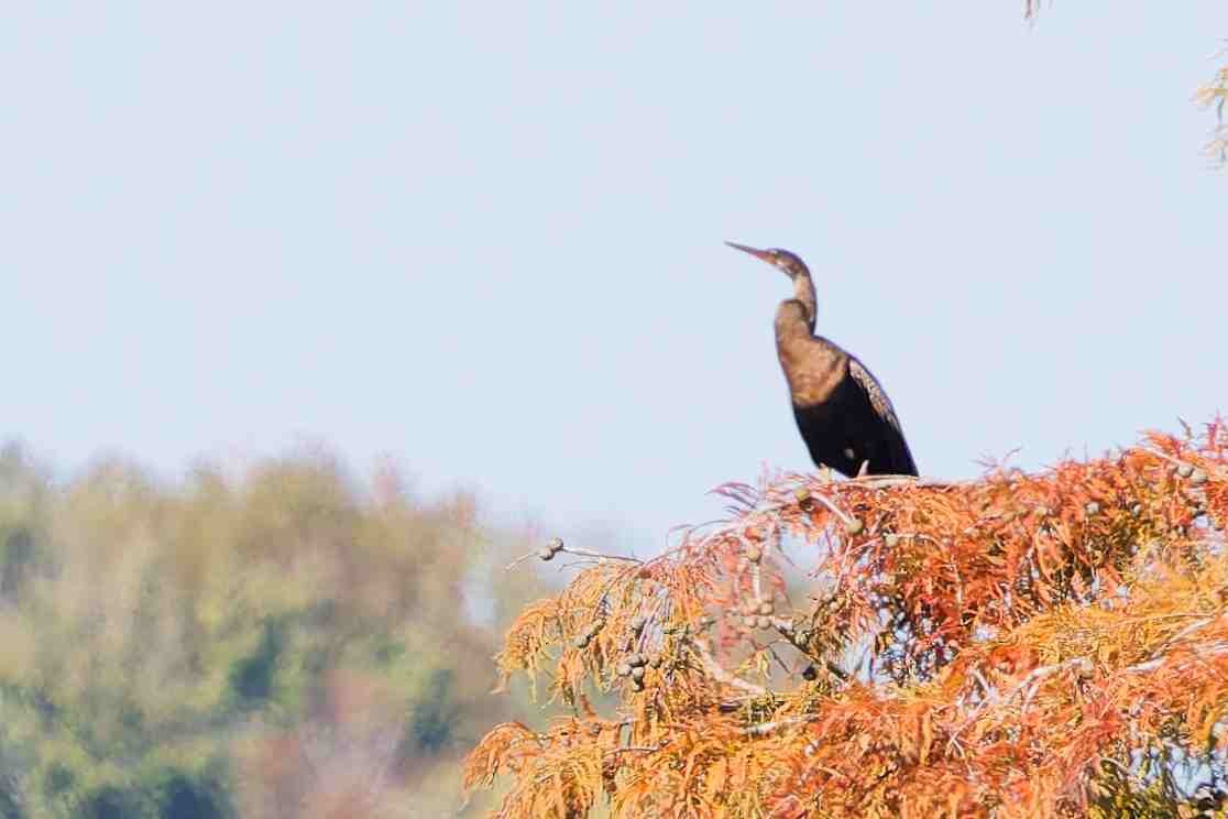 Anhinga amerikarra - ML643791230