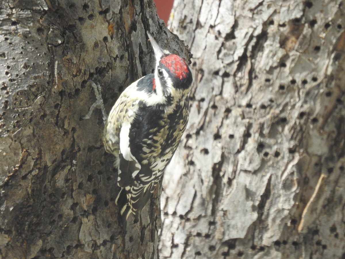 Yellow-bellied Sapsucker - ML643791231