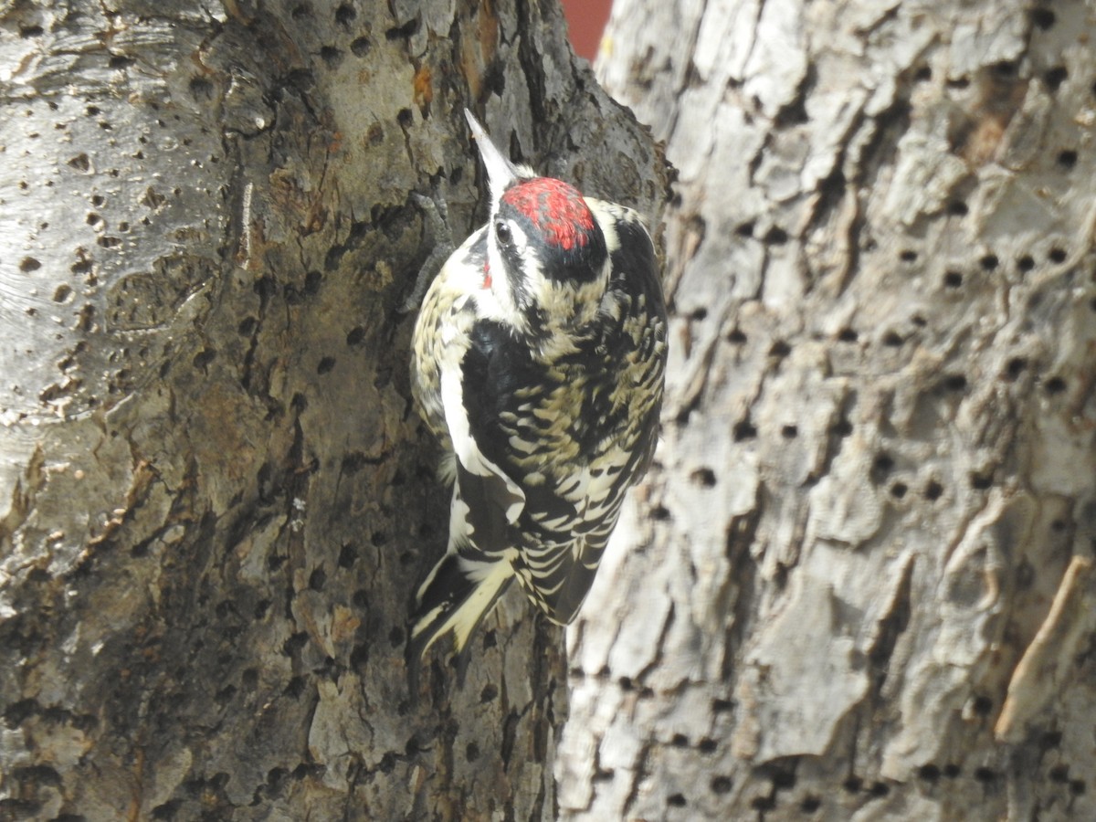 Yellow-bellied Sapsucker - ML643791232