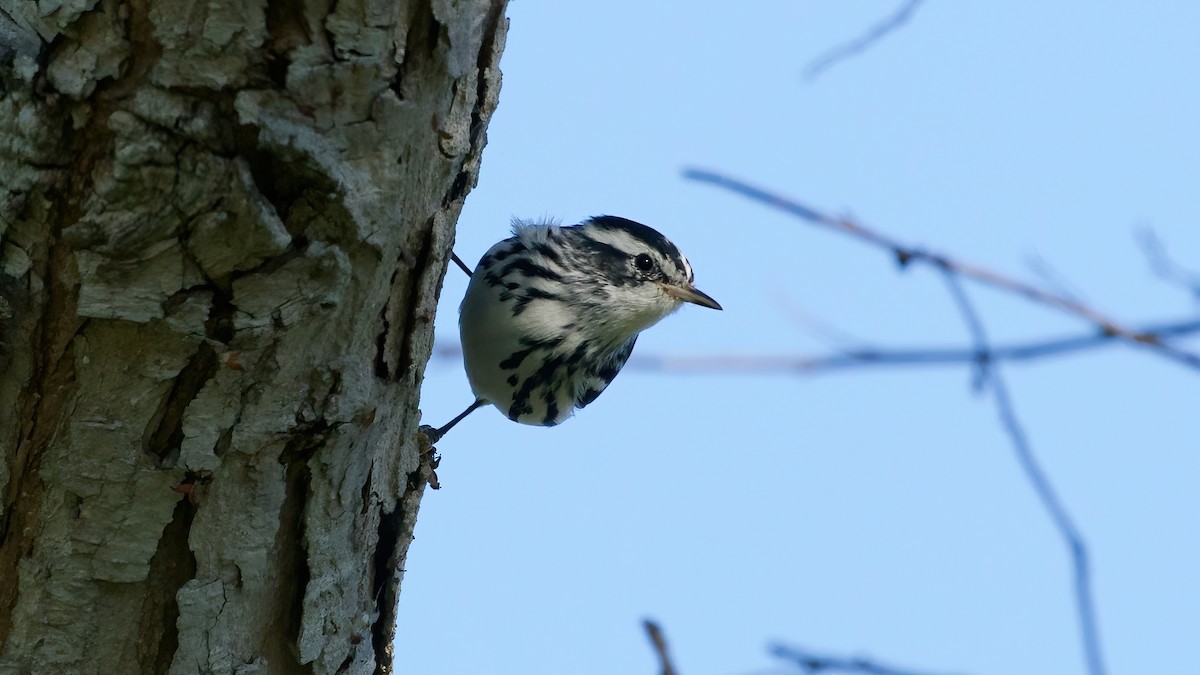Black-and-white Warbler - ML643791239