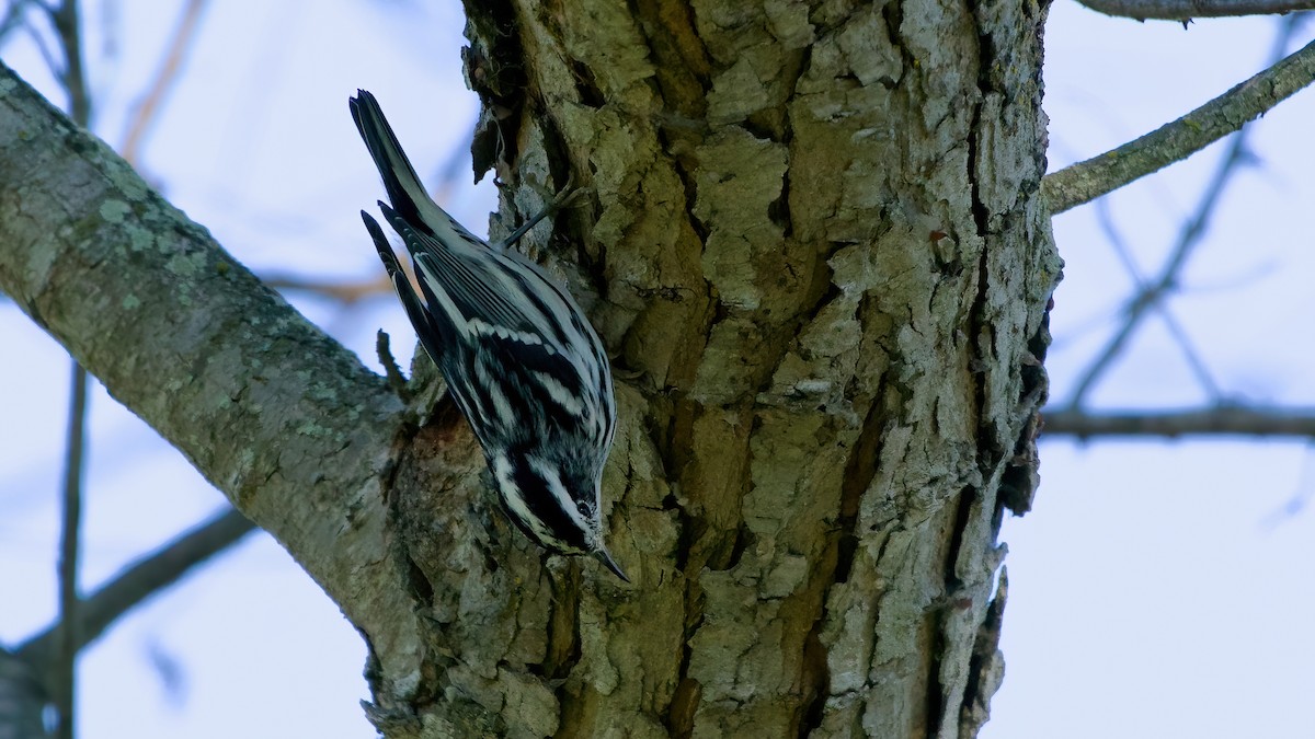 Black-and-white Warbler - ML643791240