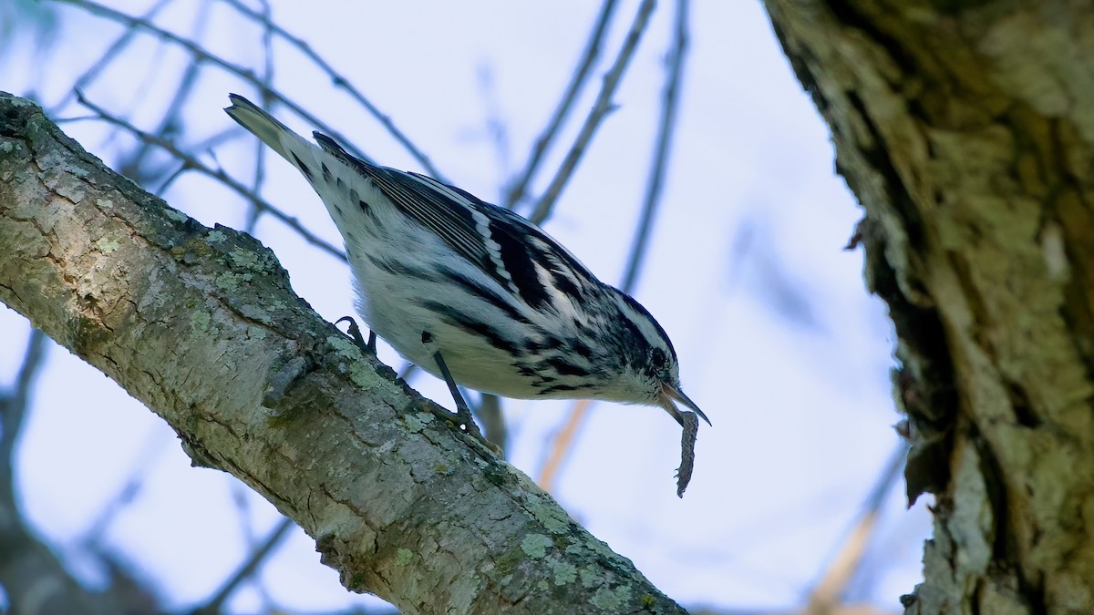 Black-and-white Warbler - ML643791241