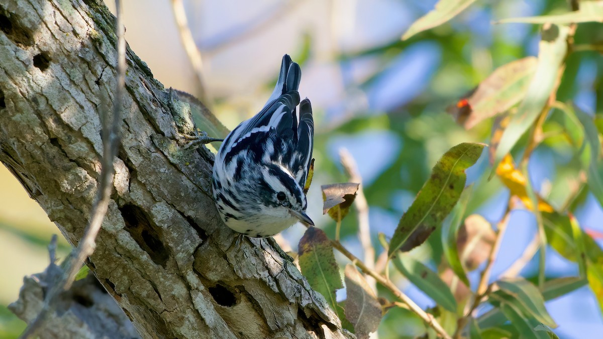 Black-and-white Warbler - ML643791242