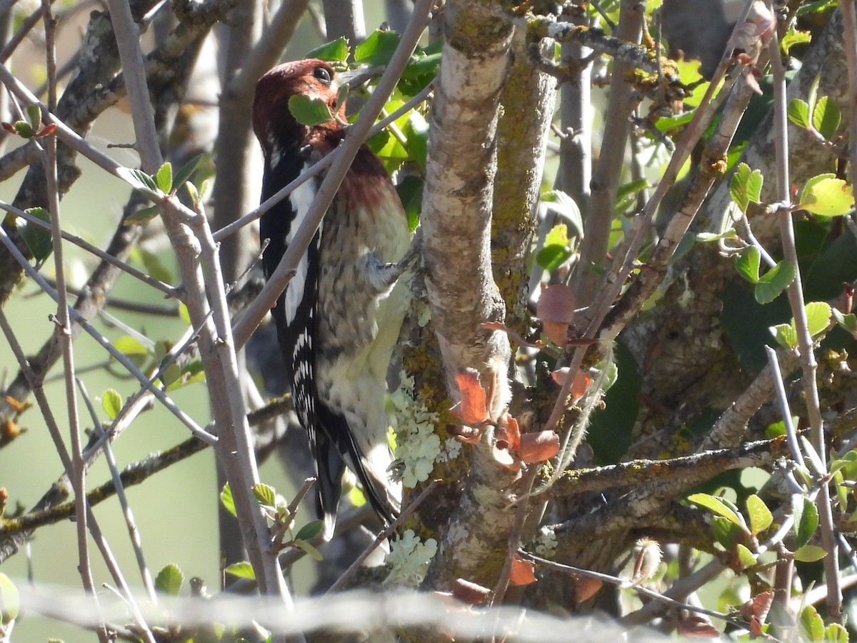 Red-breasted Sapsucker - ML643791244