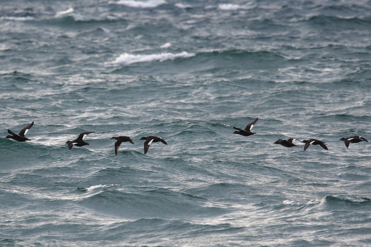 Black Scoter - ML643791250
