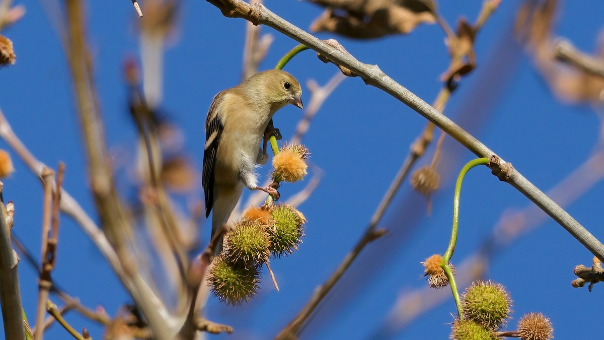 American Goldfinch - ML643791268