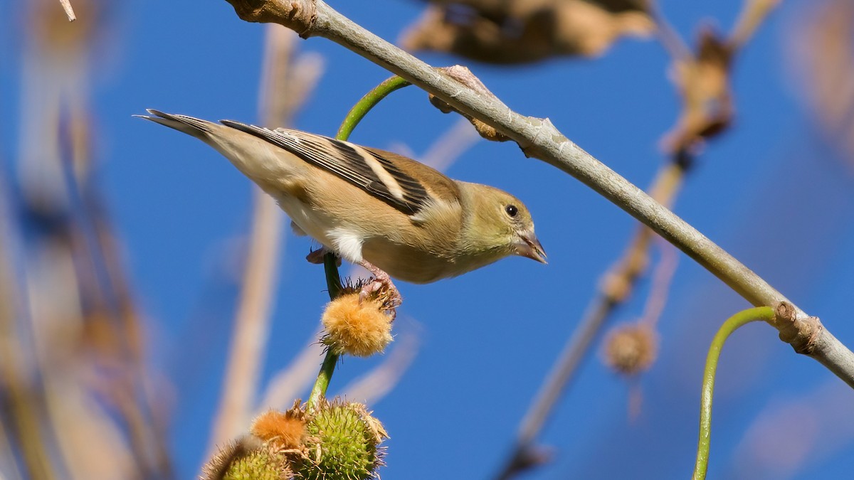 American Goldfinch - ML643791269