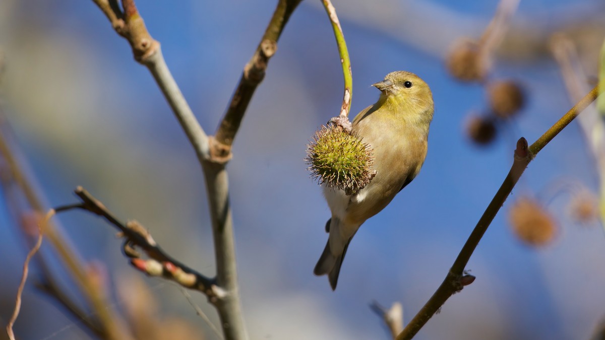 American Goldfinch - ML643791270