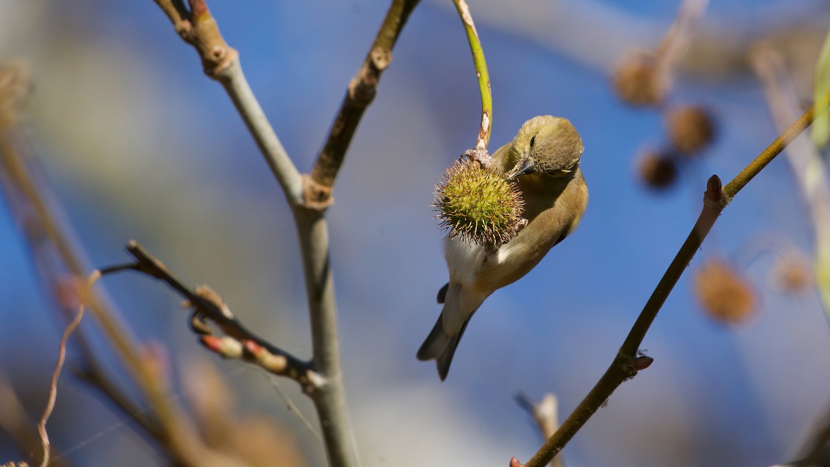 American Goldfinch - ML643791271