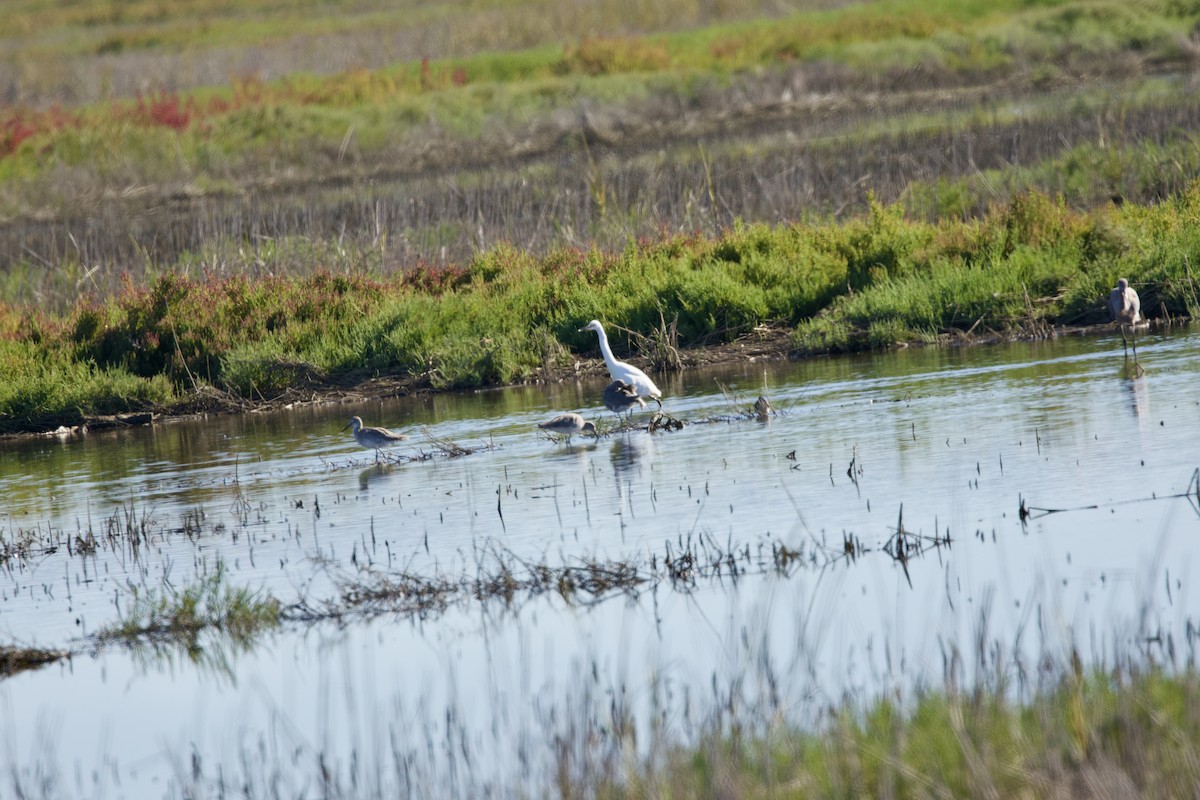 Snowy Egret - ML643791278