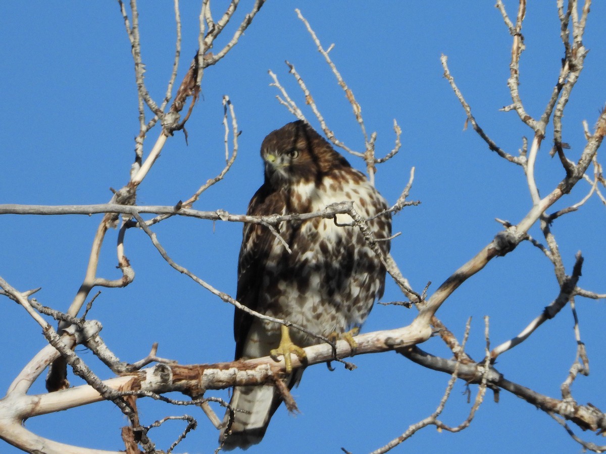 Red-tailed Hawk - ML643791279