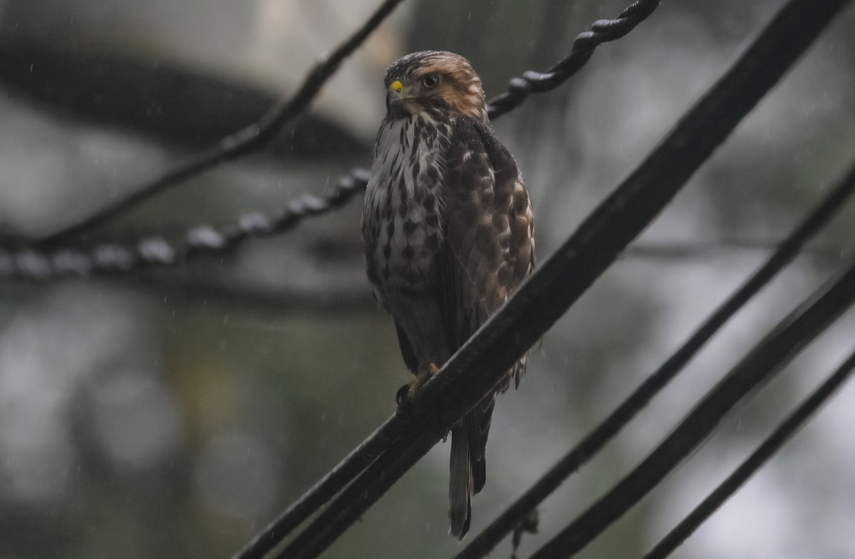 Канюк ширококрилий - ML643791285