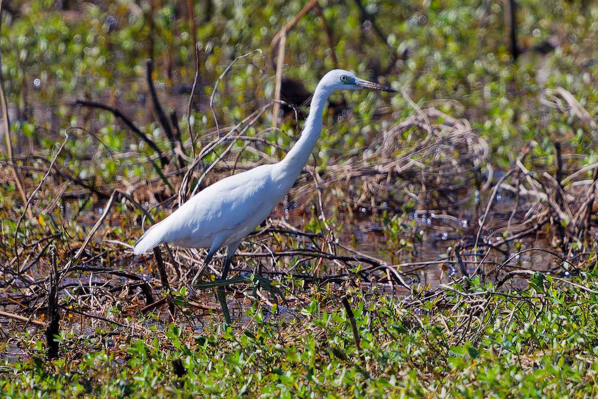 Little Blue Heron - ML643791292