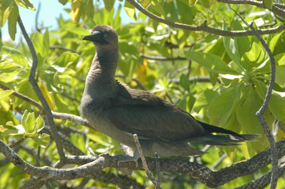 Red-footed Booby - ML643791294