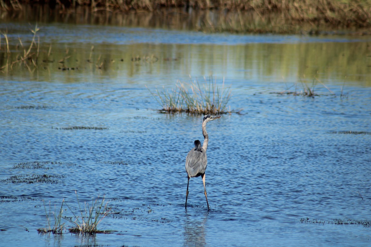 Great Blue Heron (Great Blue) - ML643791297