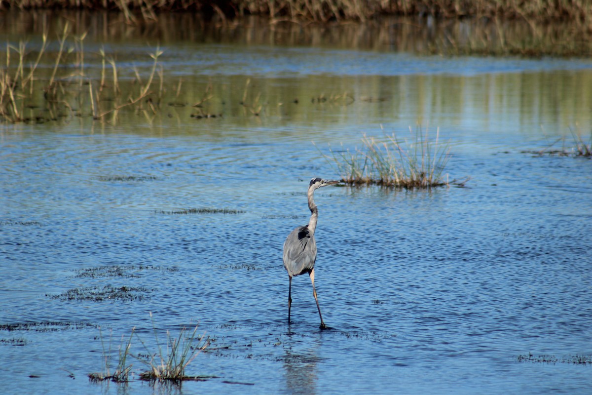 Great Blue Heron (Great Blue) - ML643791298