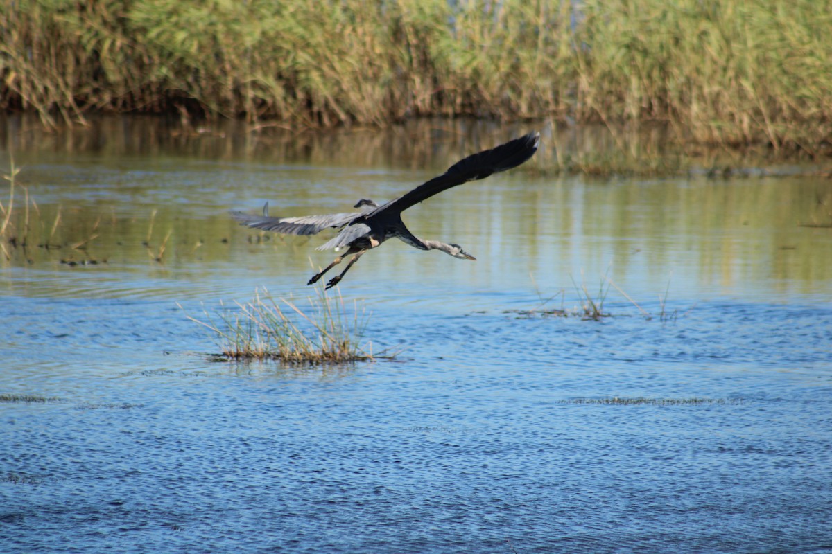 Great Blue Heron (Great Blue) - ML643791299