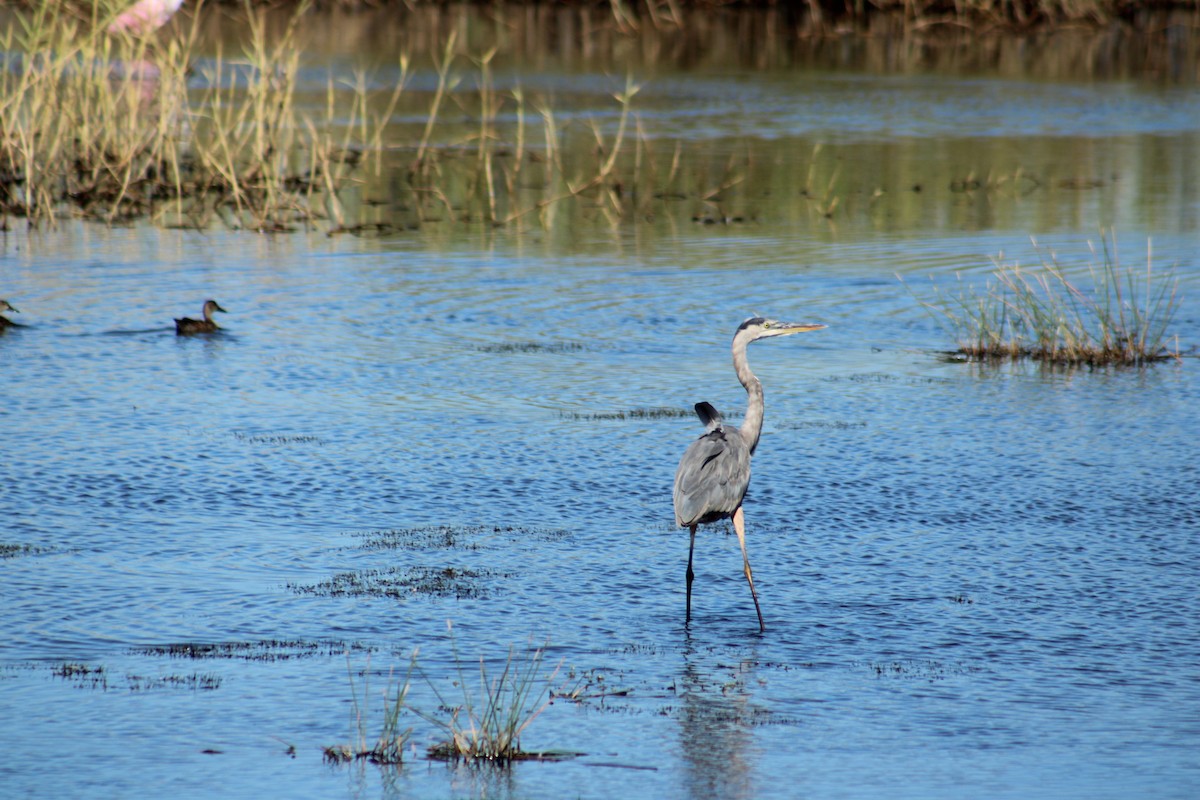 Great Blue Heron (Great Blue) - ML643791300