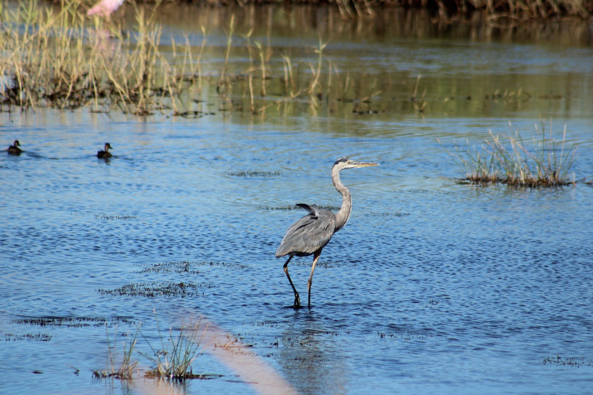 Great Blue Heron (Great Blue) - ML643791301