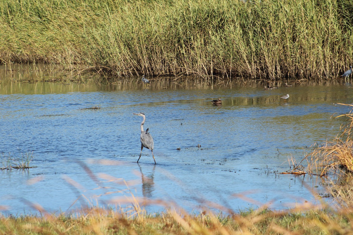 Great Blue Heron (Great Blue) - ML643791302