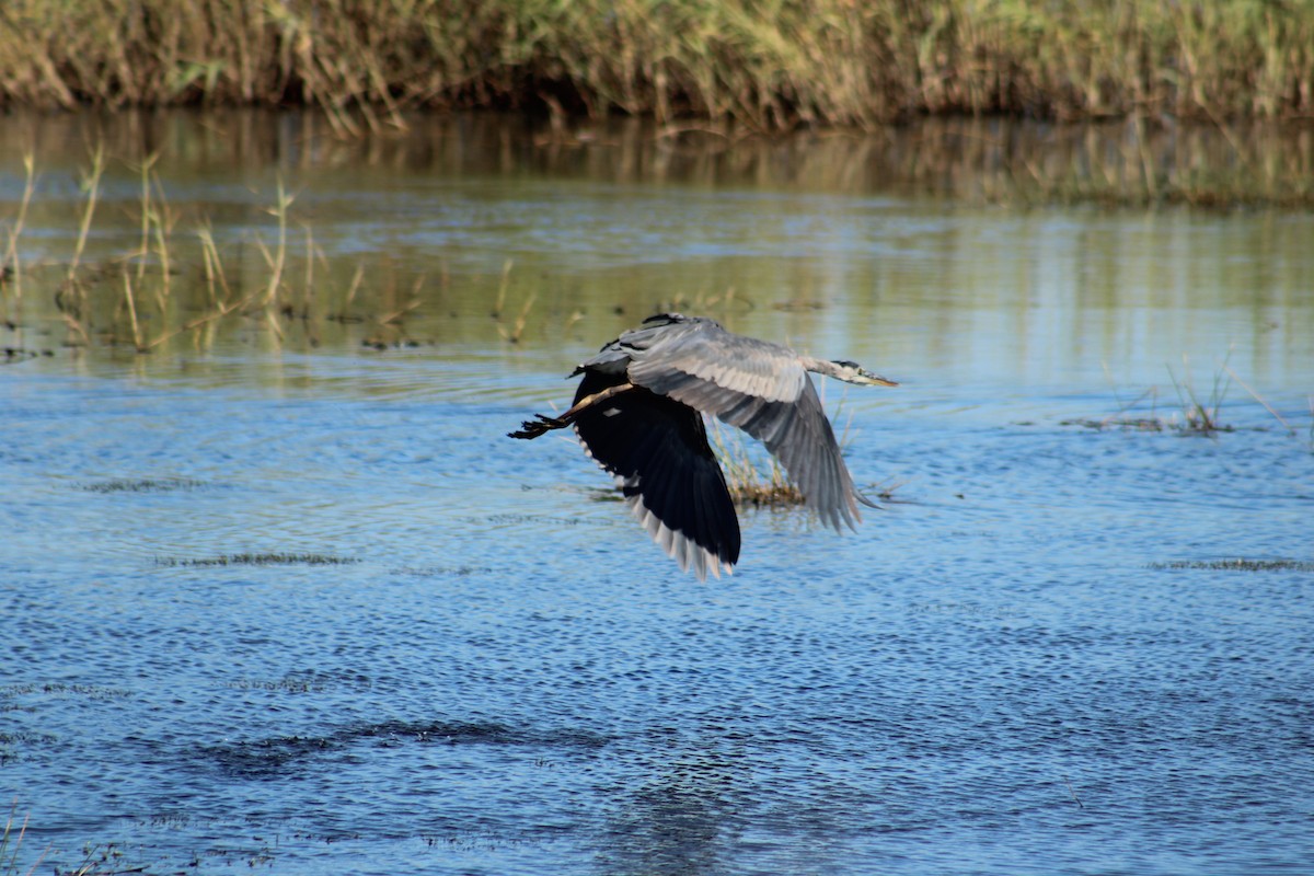 Great Blue Heron (Great Blue) - ML643791303