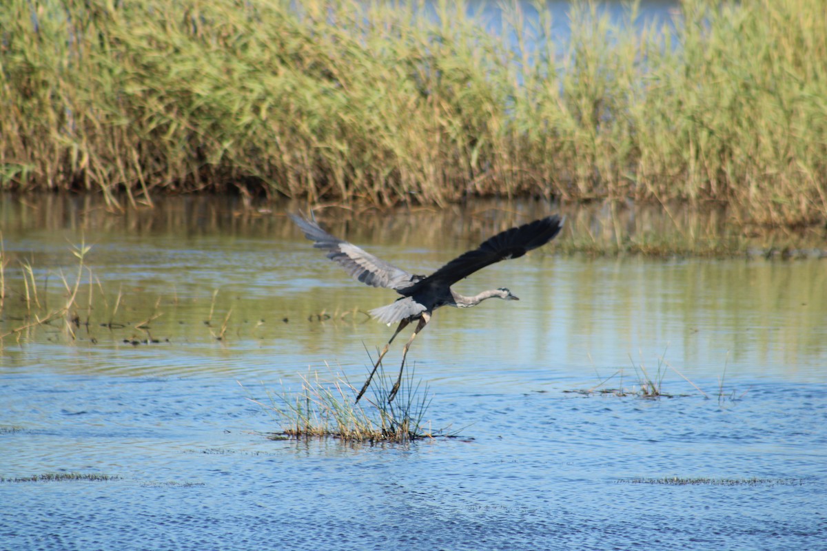 Great Blue Heron (Great Blue) - ML643791304