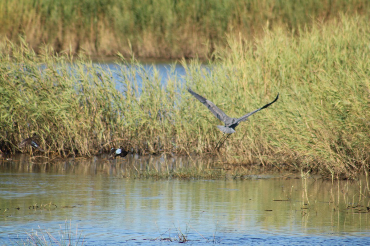 Great Blue Heron (Great Blue) - ML643791305