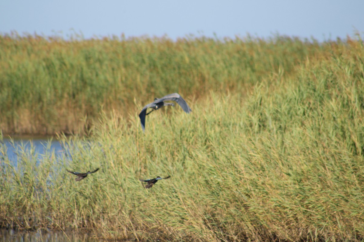 Great Blue Heron (Great Blue) - ML643791306