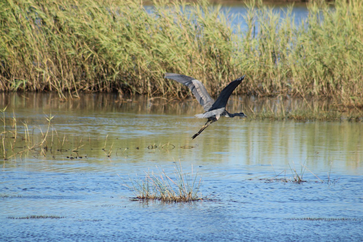 Great Blue Heron (Great Blue) - ML643791307