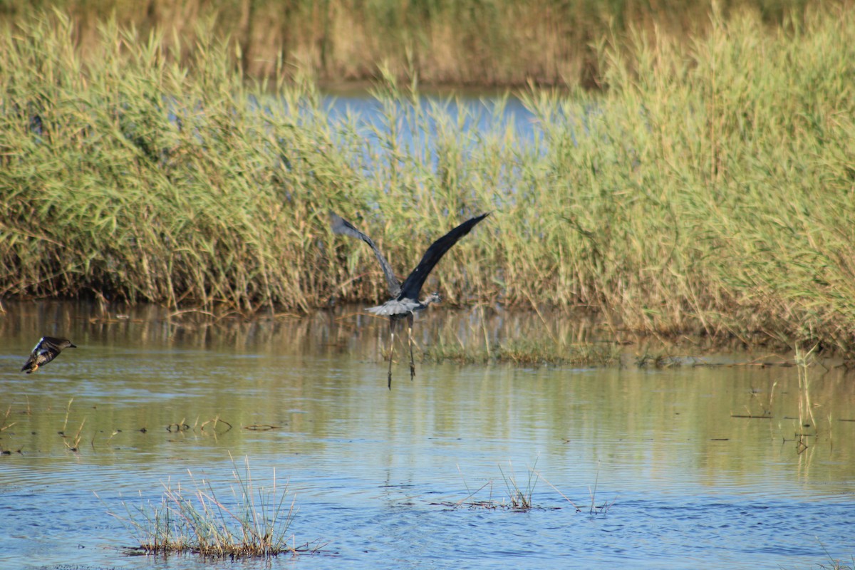 Great Blue Heron (Great Blue) - ML643791308