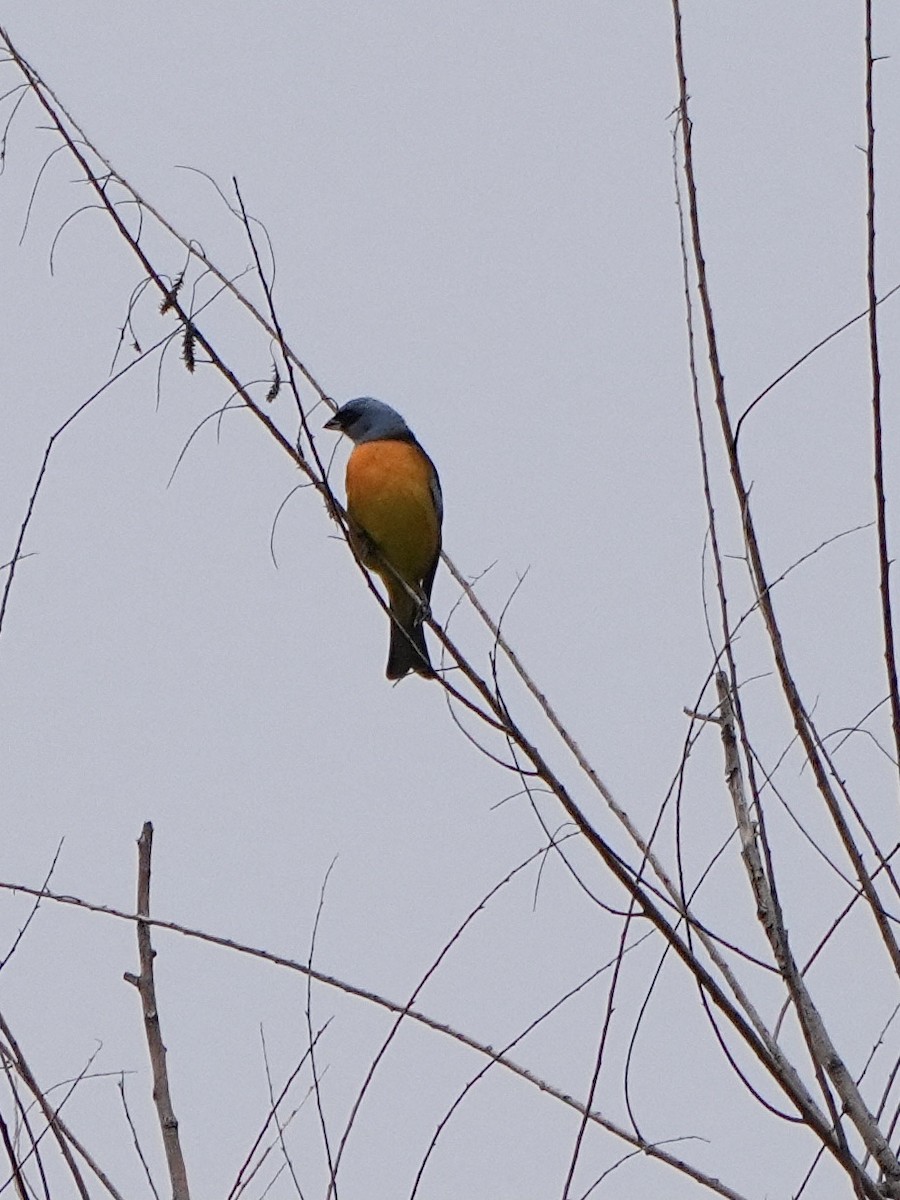Blue-and-yellow Tanager - ML643791326
