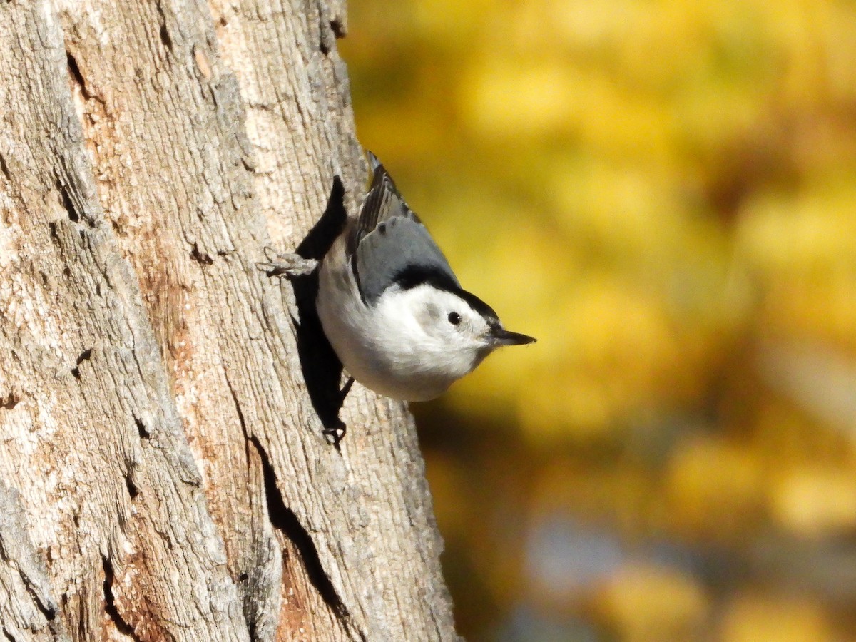White-breasted Nuthatch - ML643791330
