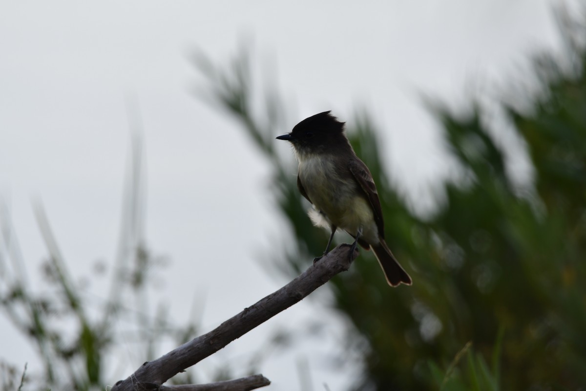 Светлобрюхий фиби - ML643791331