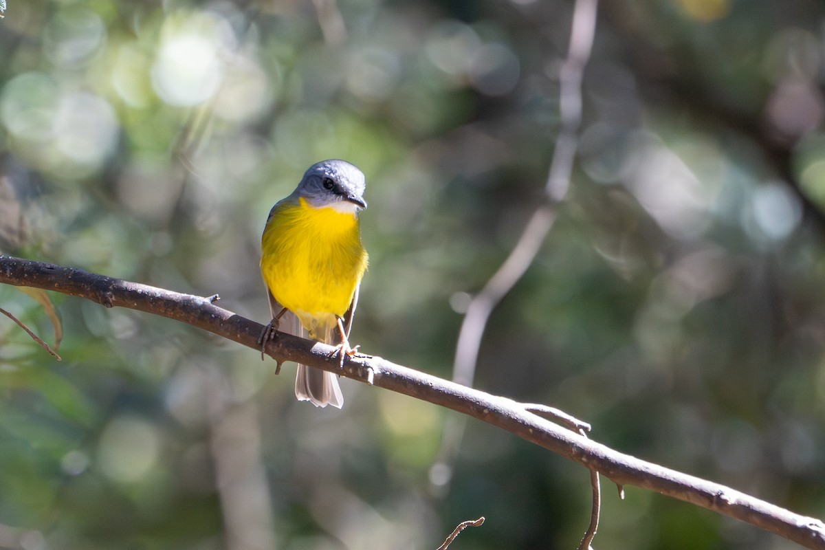 Eastern Yellow Robin - ML643791337