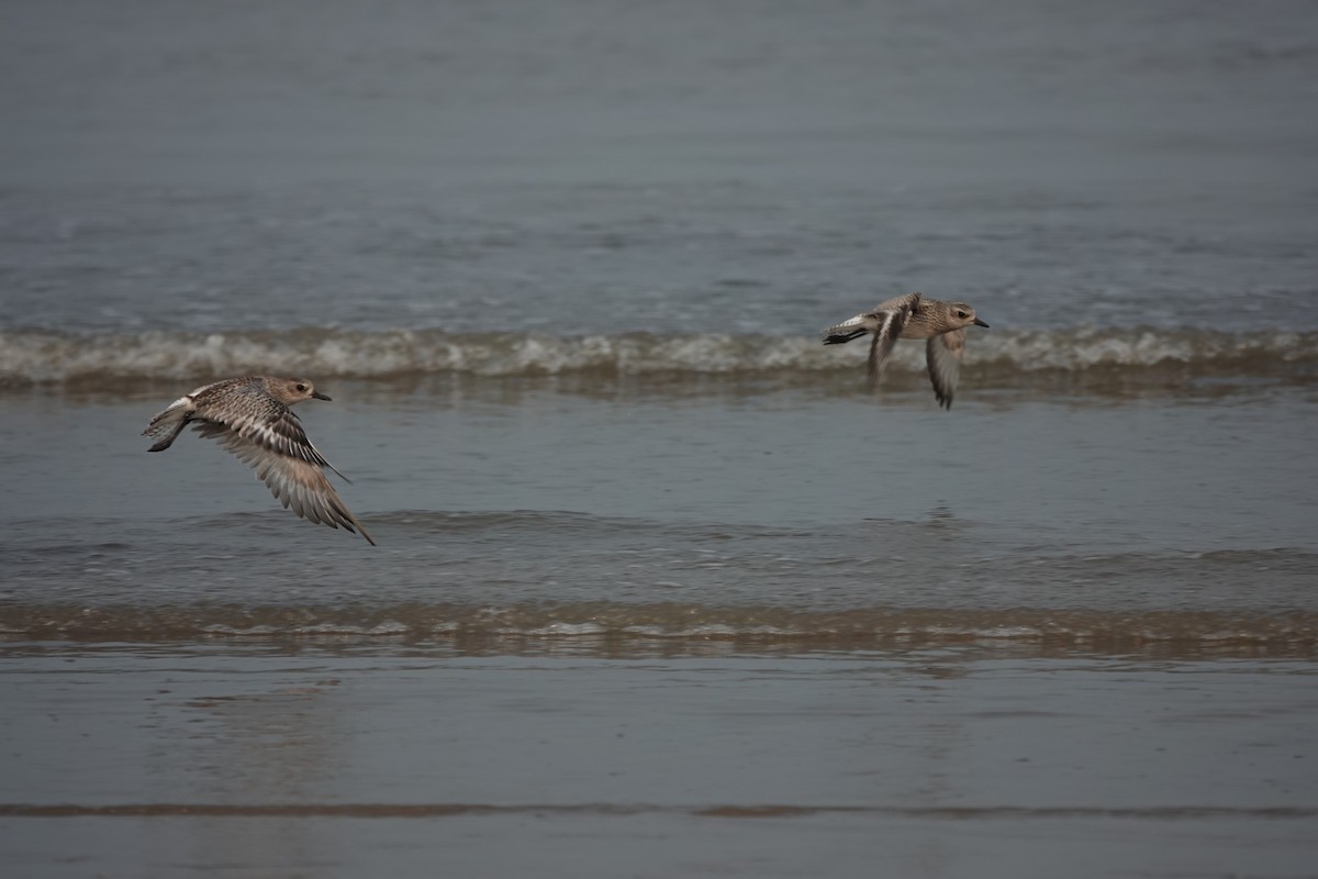 Black-bellied Plover - ML643791345