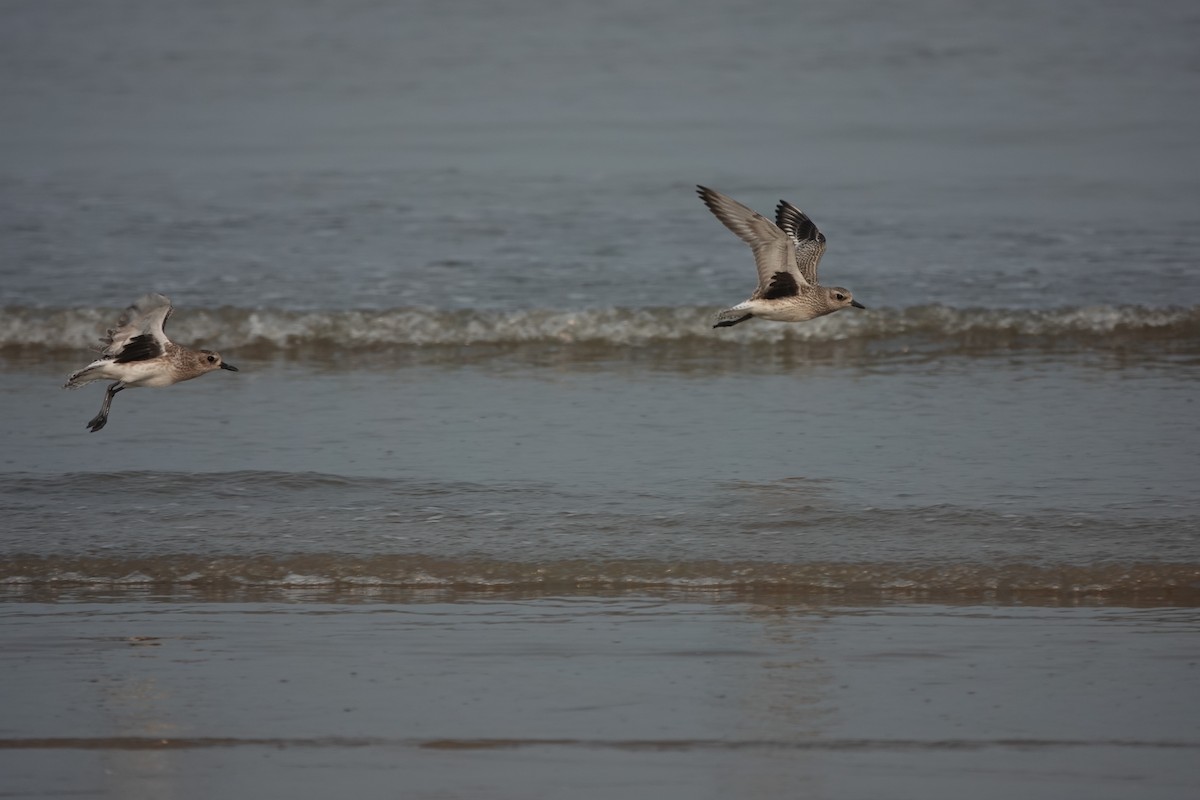 Black-bellied Plover - ML643791351