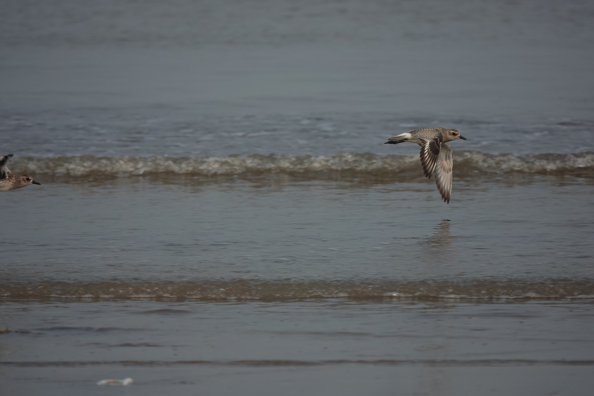 Black-bellied Plover - ML643791352