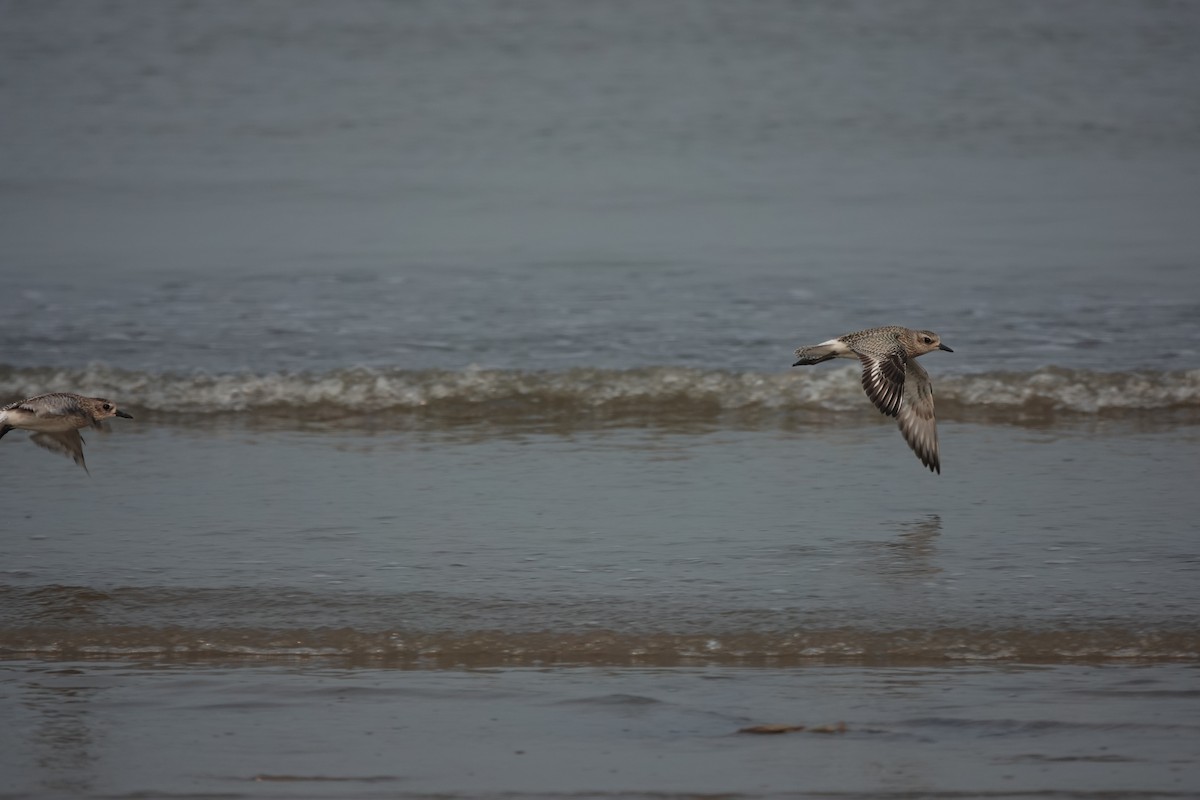 Black-bellied Plover - ML643791353