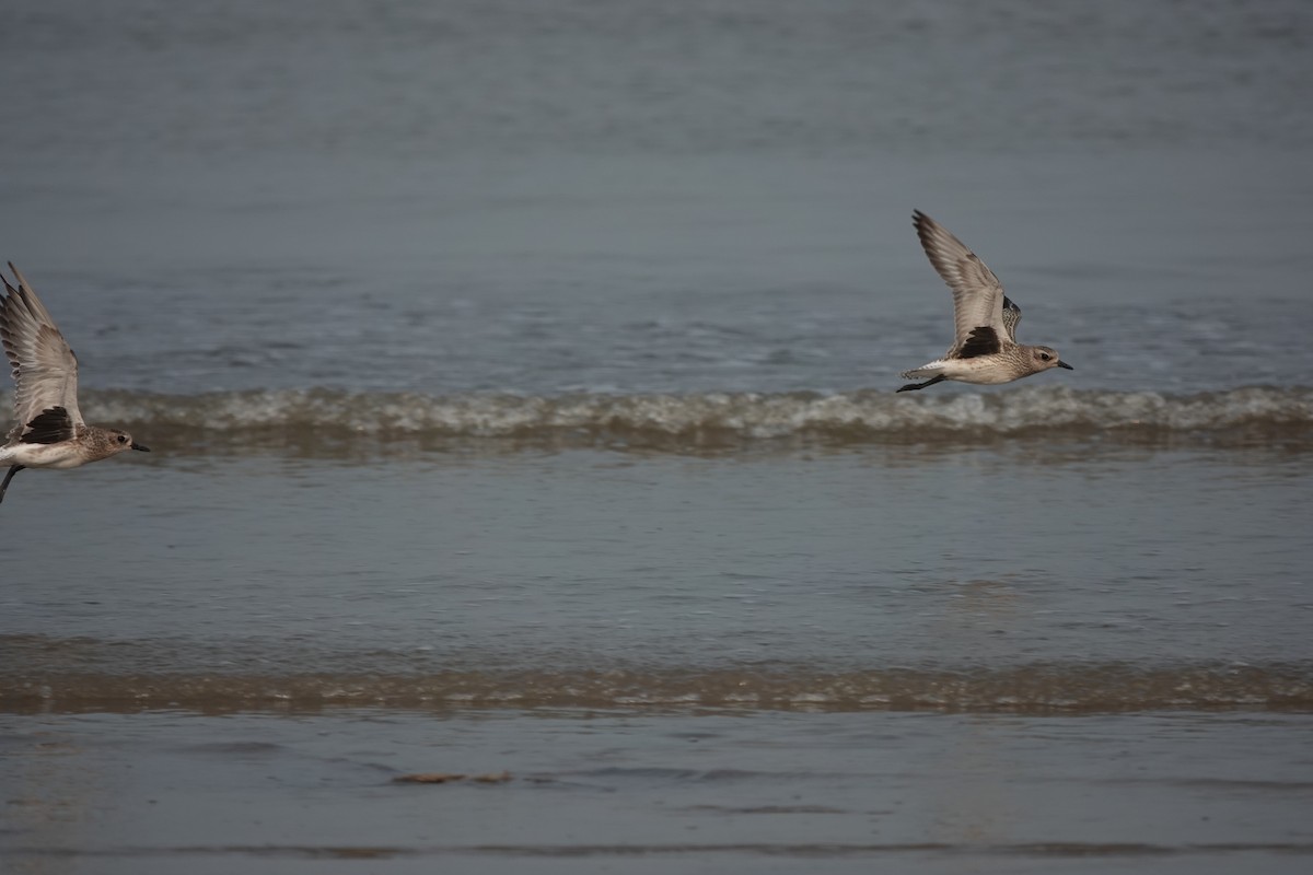 Black-bellied Plover - ML643791354