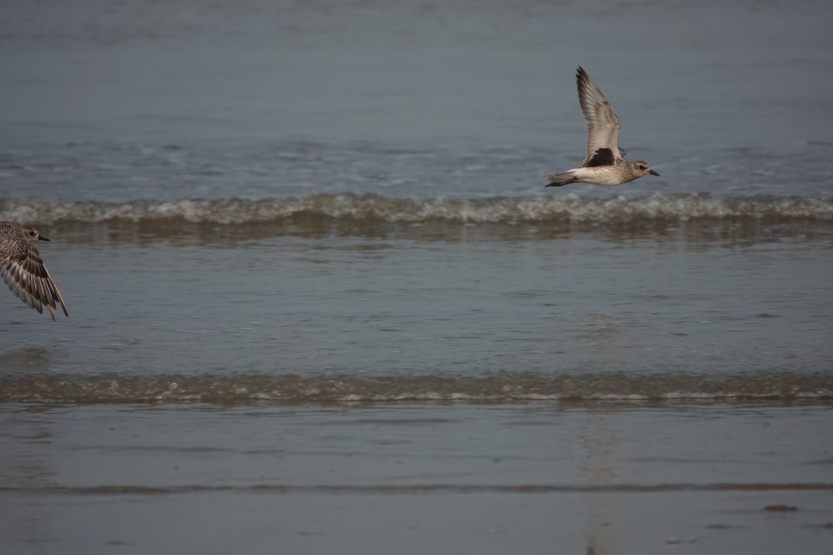 Black-bellied Plover - ML643791355